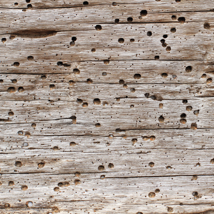 3 in 1 Wood Treatment
